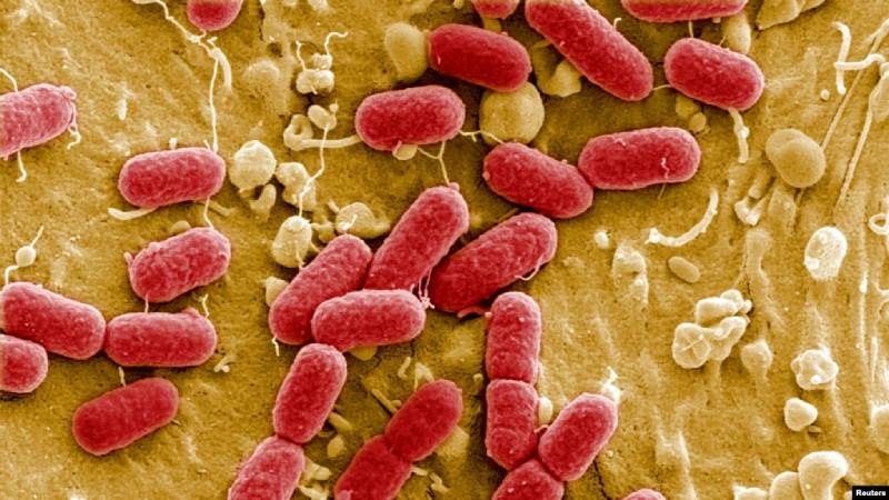 Bacterias resistentes a antibióticos