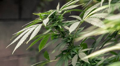 Minnesota comienza a vender flor de marihuana medicinal