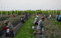 trabajadores agrícolas mexicanos