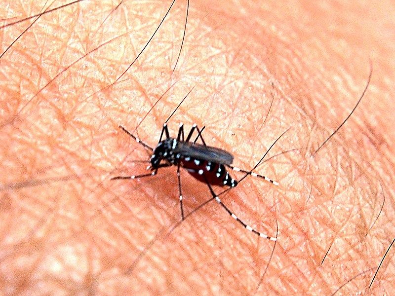 Bolivia en alerta por aumento de casos de dengue