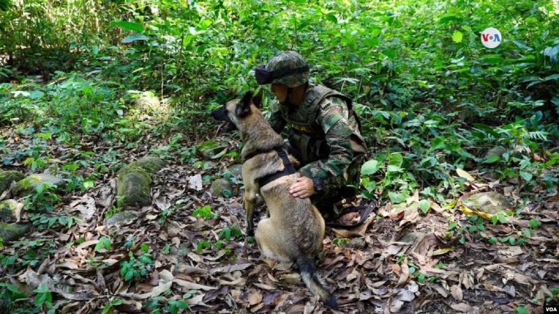Sigue la búsqueda de Wilson, el perro que fue clave en encontrar a los niños en la selva de Colombia