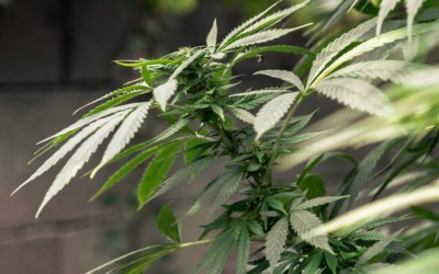 Minnesota comienza a vender flor de marihuana medicinal
