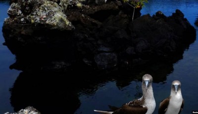 Proteger recursos marinos