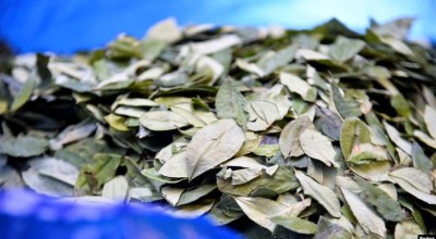 hoja de coca