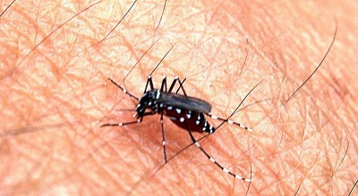 OPS alerta ante aumento de casos de dengue en la región