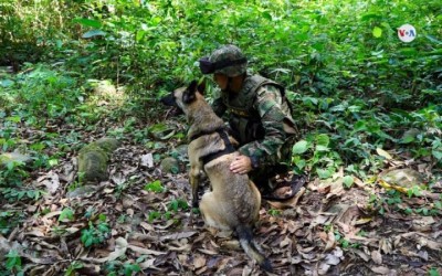 Sigue la búsqueda de Wilson, el perro que fue clave en encontrar a los niños en la selva de Colombia